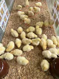 ダチョウ王国石岡ファームに投稿された画像（2026/6/25）
