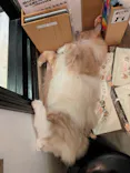 猫カフェモカ　池袋東口店に投稿された画像（2026/6/25）