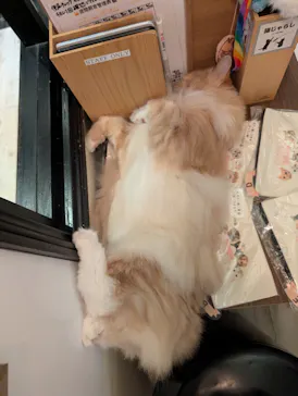 猫カフェモカ　池袋東口店に投稿された画像（2026/6/25）