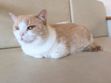 猫カフェモカ　池袋東口店に投稿された画像（2026/6/25）