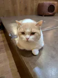 猫カフェモカ　池袋東口店に投稿された画像（2026/6/25）