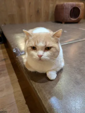 猫カフェモカ　池袋東口店に投稿された画像（2026/6/25）