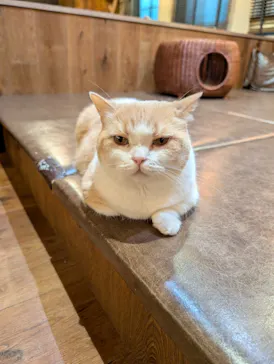 猫カフェモカ　池袋東口店に投稿された画像（2026/6/25）