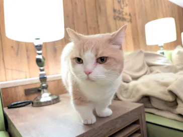 猫カフェモカ　池袋東口店に投稿された画像（2026/6/25）