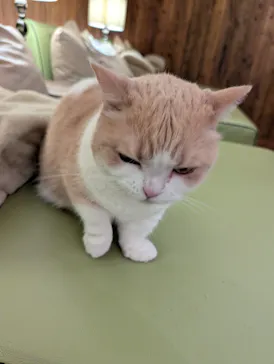 猫カフェモカ　池袋東口店に投稿された画像（2026/6/25）