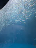 名古屋港水族館に投稿された画像（2026/6/25）
