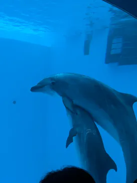 名古屋港水族館に投稿された画像（2026/6/25）