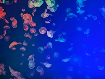 名古屋港水族館に投稿された画像（2026/6/25）