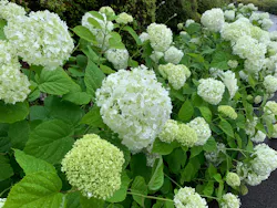 箱根強羅公園に投稿された画像（2026/6/25）