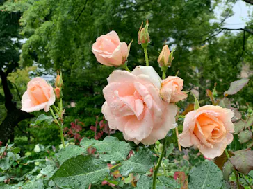 箱根強羅公園に投稿された画像（2026/6/25）