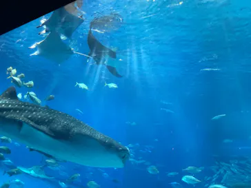 沖縄美ら海水族館に投稿された画像（2026/6/25）