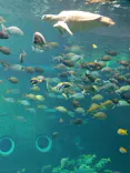 箱根園水族館に投稿された画像（2026/6/25）
