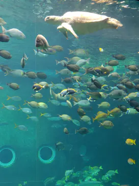 箱根園水族館に投稿された画像（2026/6/25）