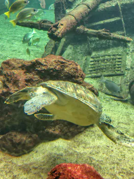 箱根園水族館に投稿された画像（2026/6/25）