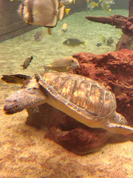 箱根園水族館に投稿された画像（2026/6/25）