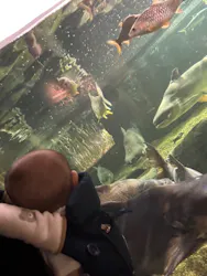 世界淡水魚園水族館　アクア・トトぎふに投稿された画像（2026/6/25）