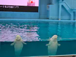 横浜・八景島シーパラダイスに投稿された画像（2026/6/25）