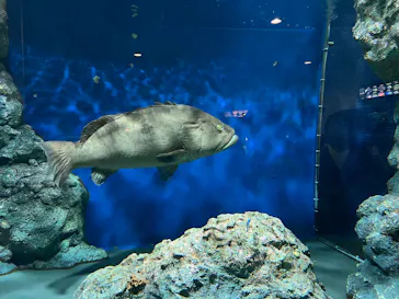 名古屋港水族館に投稿された画像（2026/6/25）