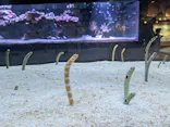 すみだ水族館に投稿された画像（2026/6/25）