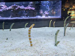 すみだ水族館に投稿された画像（2026/6/25）