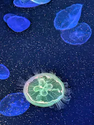 すみだ水族館に投稿された画像（2026/6/25）
