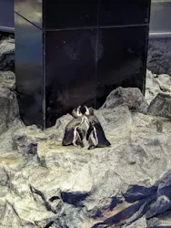 すみだ水族館に投稿された画像（2026/6/25）