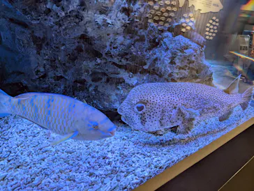 すみだ水族館に投稿された画像（2026/6/25）