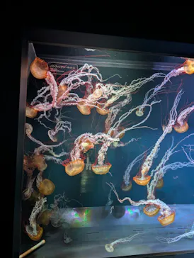 すみだ水族館に投稿された画像（2026/6/25）