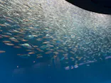 名古屋港水族館に投稿された画像（2026/6/25）