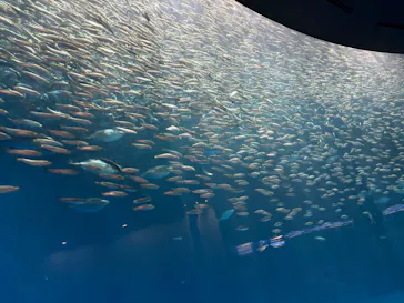 名古屋港水族館に投稿された画像（2026/6/25）