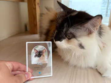 Cat Café MOFF 名古屋PARCO店に投稿された画像（2026/6/25）