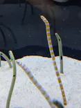 すみだ水族館に投稿された画像（2026/6/25）