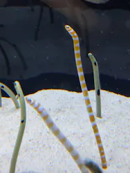 すみだ水族館に投稿された画像（2026/6/25）
