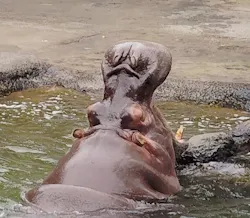 天王寺動物園に投稿された画像（2026/6/25）