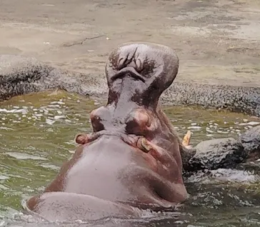 天王寺動物園に投稿された画像（2026/6/25）