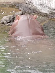 天王寺動物園に投稿された画像（2026/6/25）