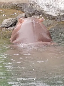 天王寺動物園に投稿された画像（2026/6/25）