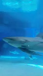 沖縄美ら海水族館に投稿された画像（2026/6/25）