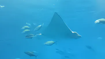 沖縄美ら海水族館に投稿された画像（2026/6/25）