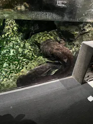 京都鉄道博物館×京都水族館に投稿された画像（2026/6/25）