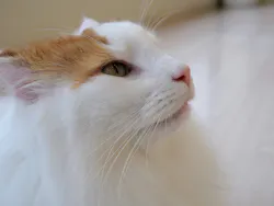 Cat Café MOFF グランベリーパーク店に投稿された画像（2026/6/26）