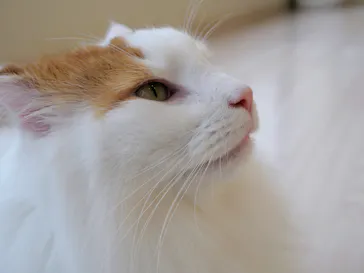 Cat Café MOFF グランベリーパーク店に投稿された画像（2026/6/26）
