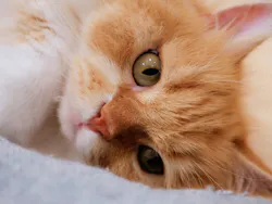 Cat Café MOFF グランベリーパーク店に投稿された画像（2026/6/26）