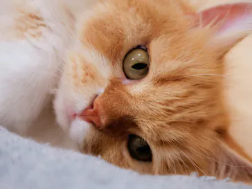Cat Café MOFF グランベリーパーク店に投稿された画像（2026/6/26）