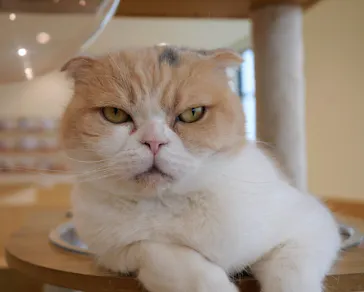 Cat Café MOFF グランベリーパーク店に投稿された画像（2026/6/26）