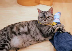 Cat Café MOFF グランベリーパーク店に投稿された画像（2026/6/26）