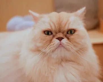 Cat Café MOFF グランベリーパーク店に投稿された画像（2026/6/26）