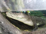 恩賜上野動物園に投稿された画像（2026/6/26）