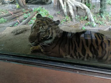 恩賜上野動物園に投稿された画像（2026/6/26）