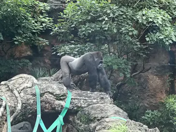 恩賜上野動物園に投稿された画像（2026/6/26）